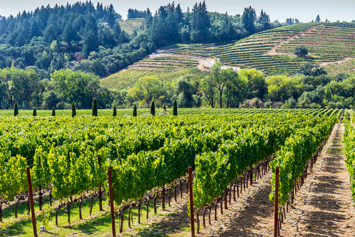 Discover the Newest AVA on the Block: Crystal Springs!