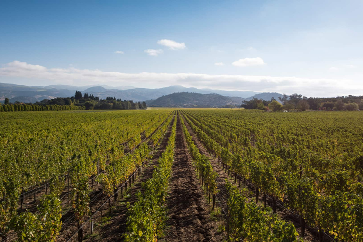 Story in a Bottle: The Legacy of To Kalon Vineyard
