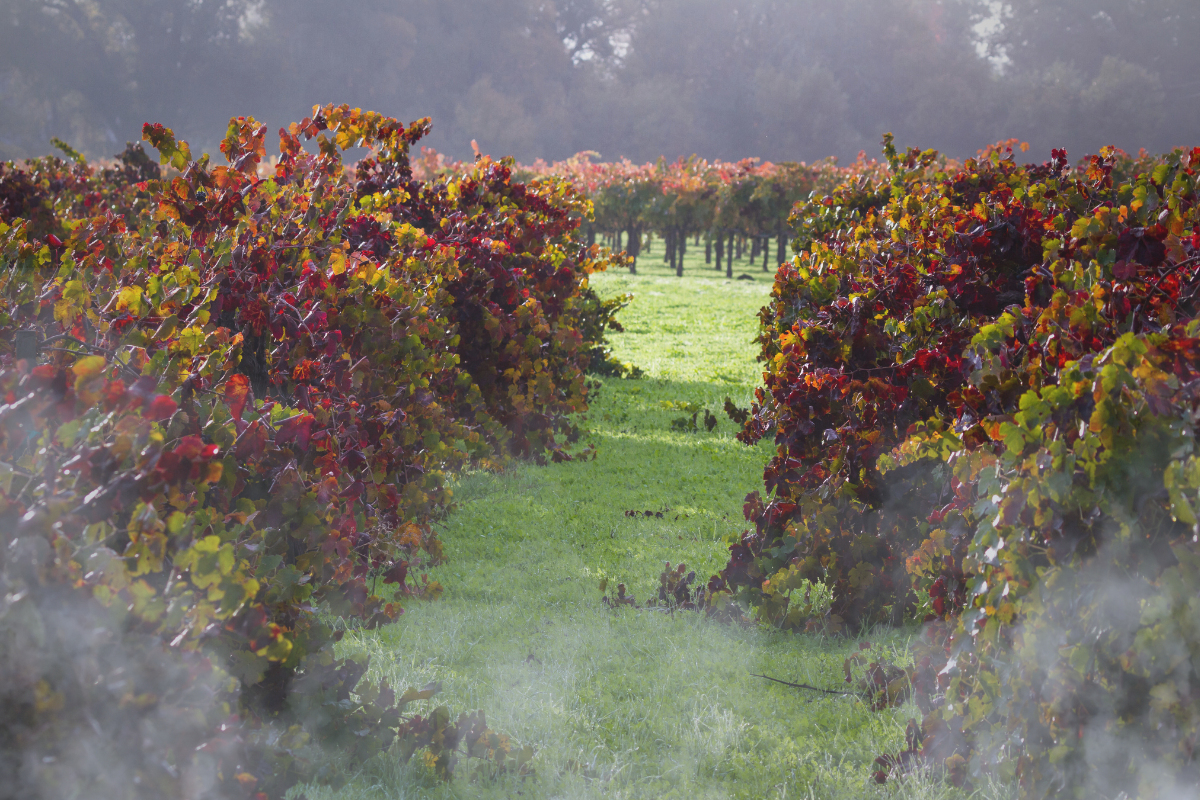 Ghosts of the Vine: Napa & Sonoma’s Haunted Wineries