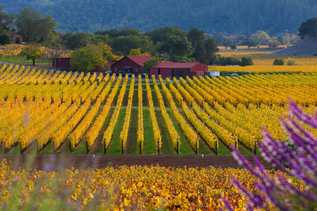 Vintage Napa Wines for October: Why Now Is the Time to Open an Icon