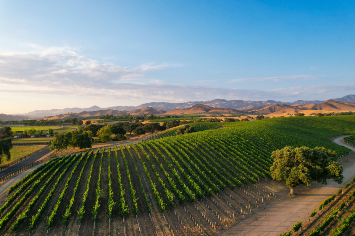 California’s Central Coast: Where Rhône Royalty Rises