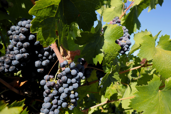The American Grape: How Zinfandel got its Golden State Roots