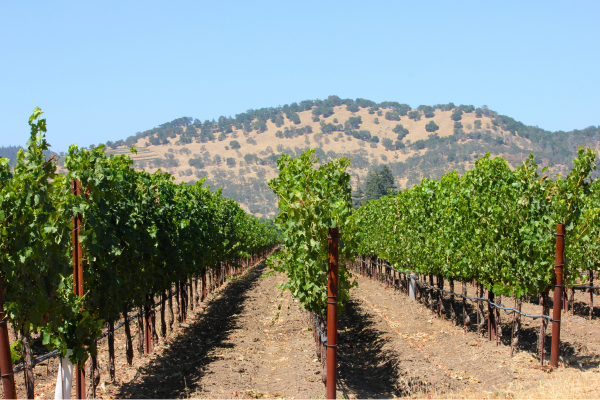 Thomas Rivers Brown: A Defining Winemaker in Napa Valley
