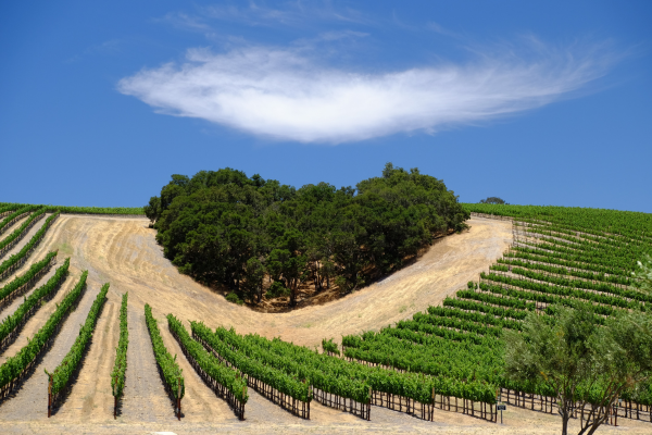 The Central Coast: California’s Most Exciting Wine Frontier
