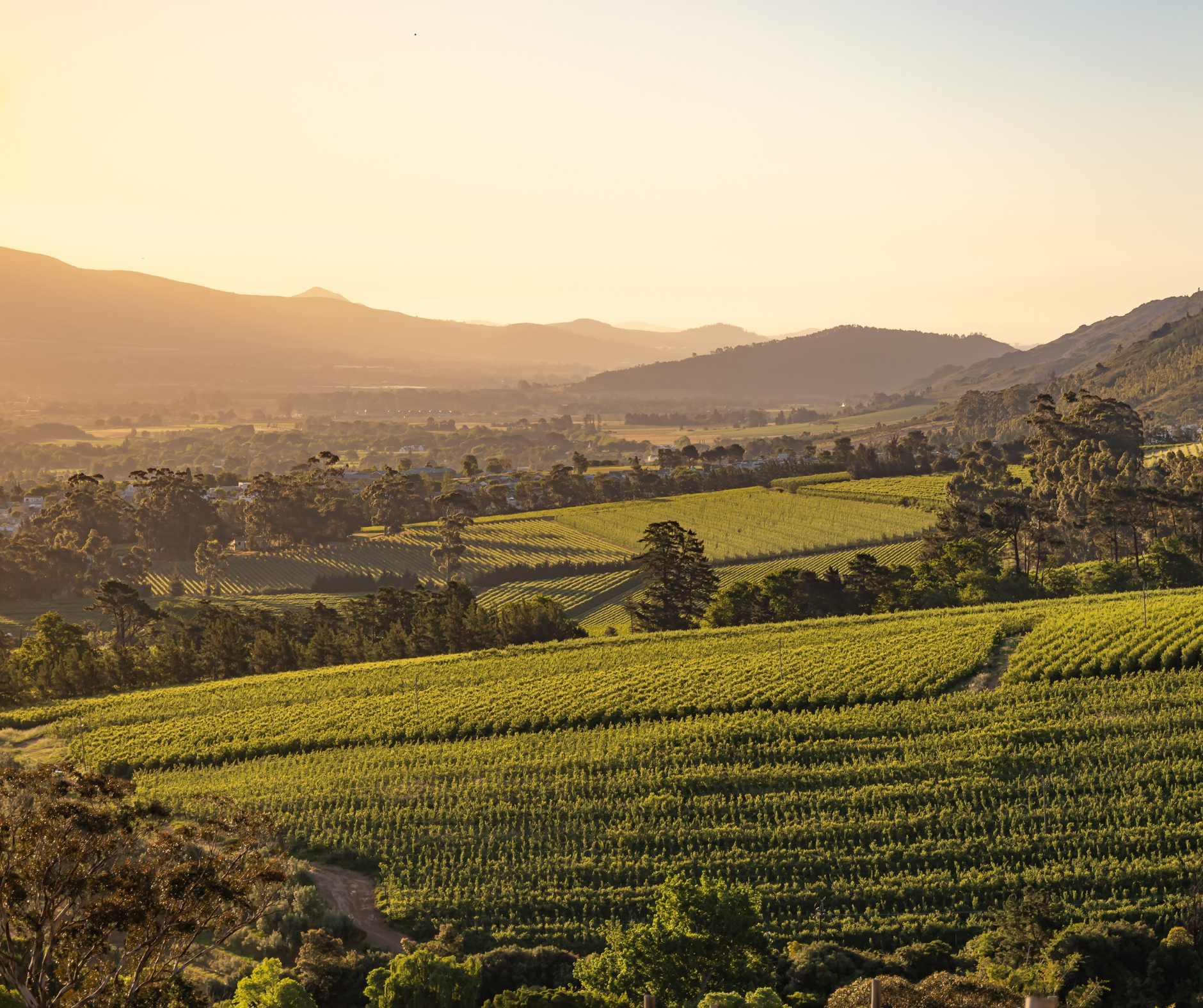 The Most Celebrated Wine Vintages Every Collector Should Know