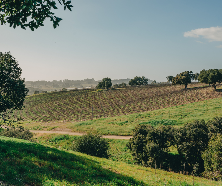 There’s No Place Like Rhône