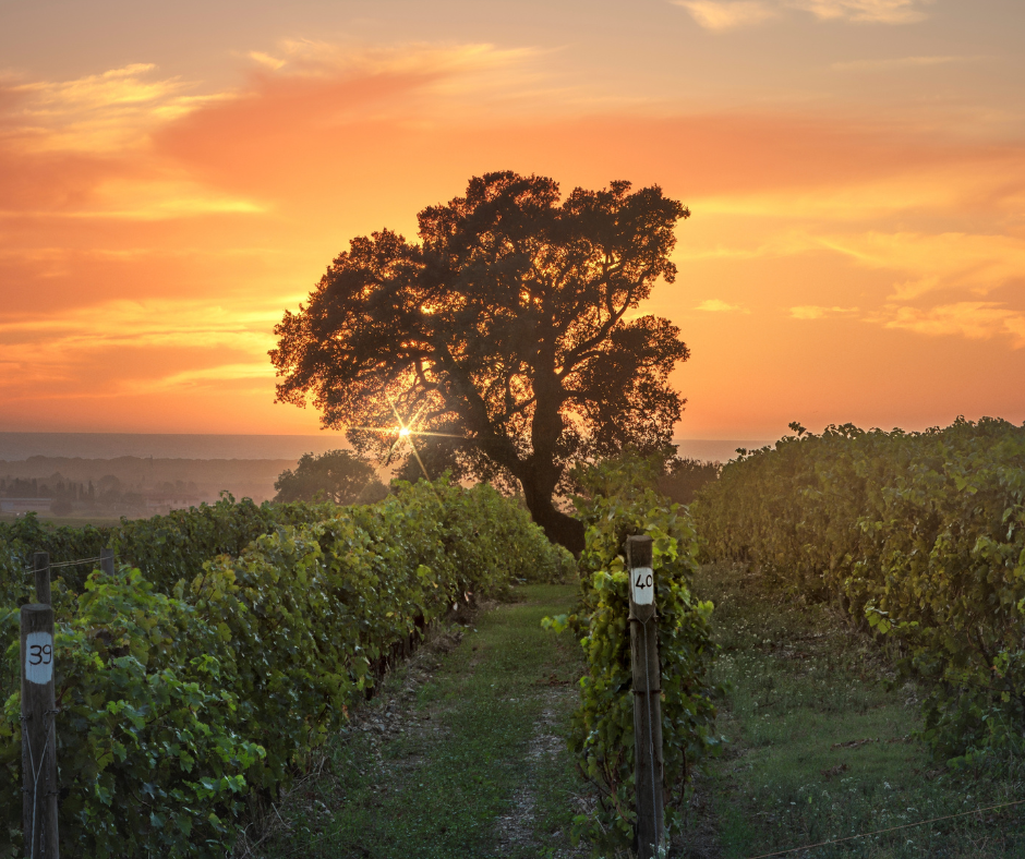 What Is the Difference Between Barolo and Brunello?